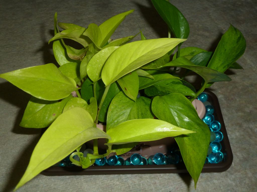 観葉植物ポトス 中二病親父の夢ノート