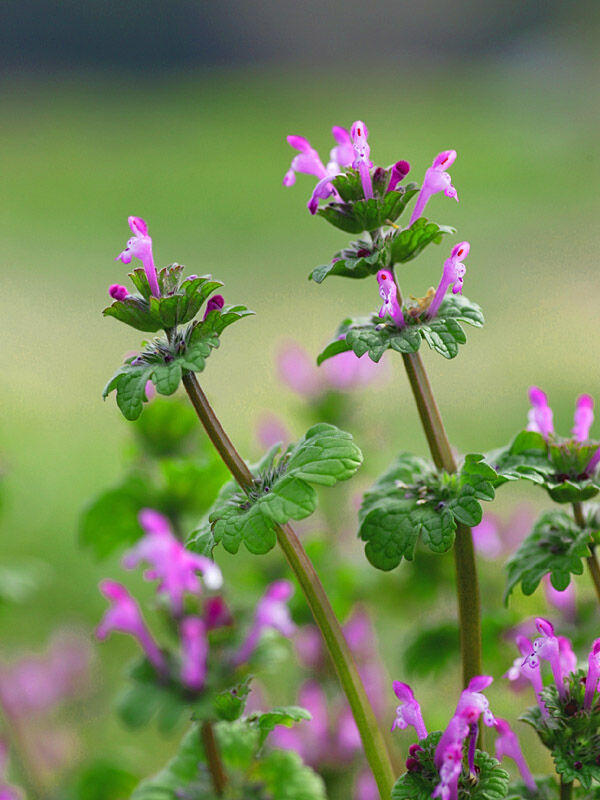 新春記念 花の蜜を吸える春の植物を紹介 なんjまん 新春記念 花の蜜を吸える春の植物を紹介 なんjまん