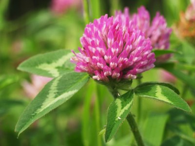 新春記念 花の蜜を吸える春の植物を紹介 なんjまん 新春記念 花の蜜を吸える春の植物を紹介 なんjまん