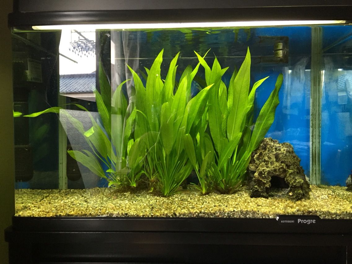我が家の熱帯魚水槽を掃除しました 舘祐司の気ままなブログ 我が家の熱帯魚水槽を掃除しました 舘祐司の気ままなブログ