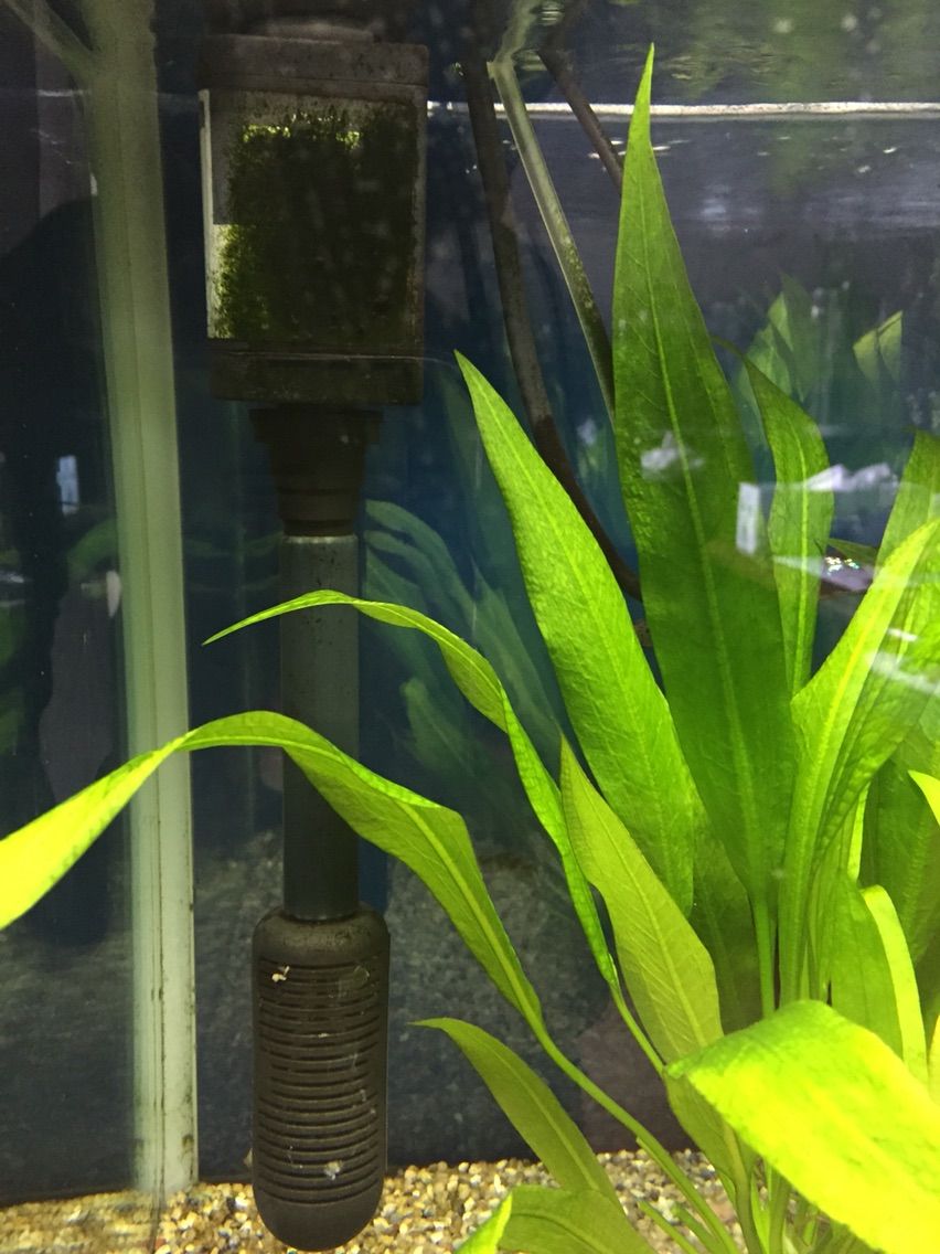 我が家の熱帯魚水槽を掃除しました 舘祐司の気ままなブログ 我が家の熱帯魚水槽を掃除しました 舘祐司の気ままなブログ