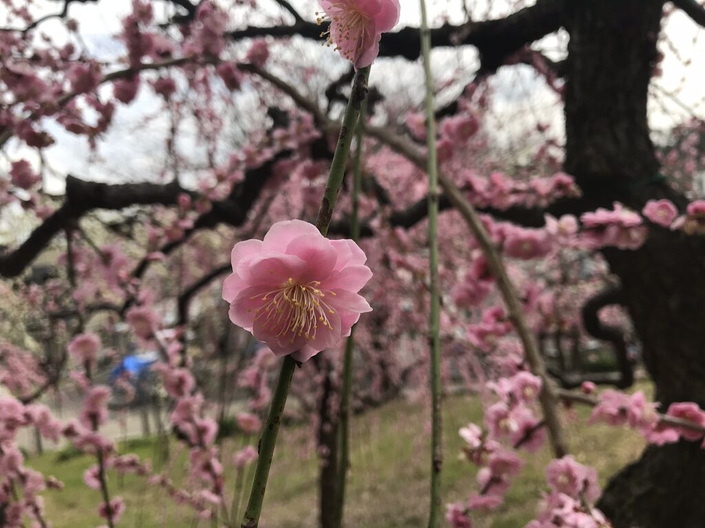 梅の花が見頃です 21 舘祐司の気ままなブログ 梅の花が見頃です 21 舘祐司の気ままなブログ