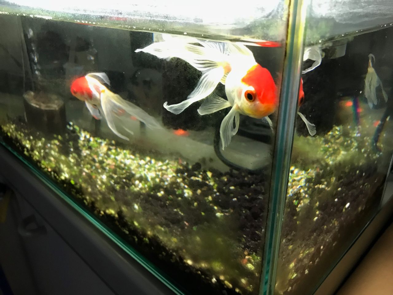 今日は金魚の水槽掃除です 舘祐司の気ままなブログ 今日は金魚の水槽掃除です 舘祐司の気ままなブログ