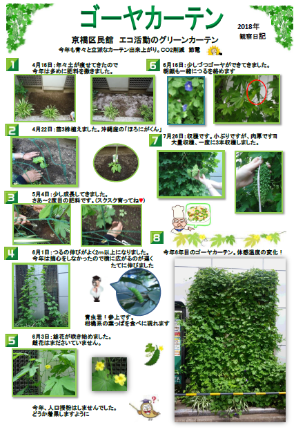 ゴーヤ観察記録