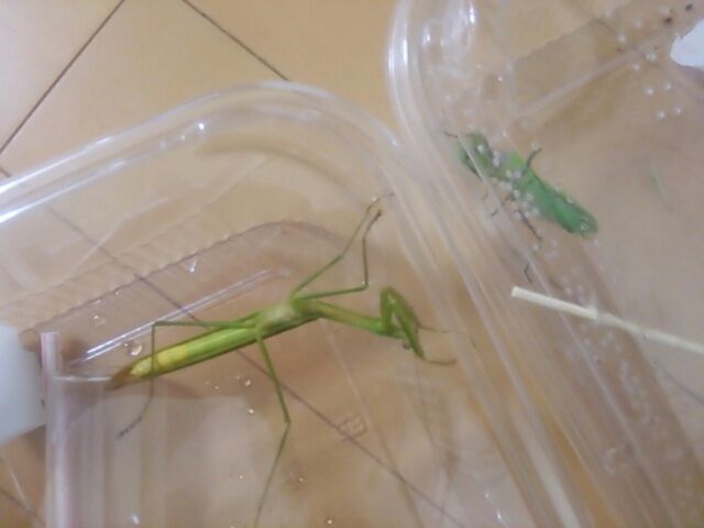 網戸に細長い影 カマキリ 捕獲 チュピブロ