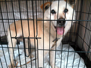 引き取った4匹のワン子たち アイワン 愛ワン グループ