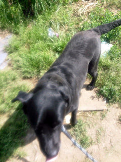 まさかのマリア ハトを保護 アイワン 愛ワン グループ