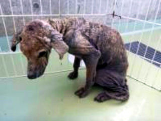 アカラスの子たち アイワン 愛ワン グループ