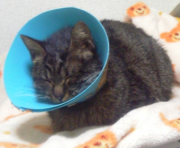 寝姿バッチリ