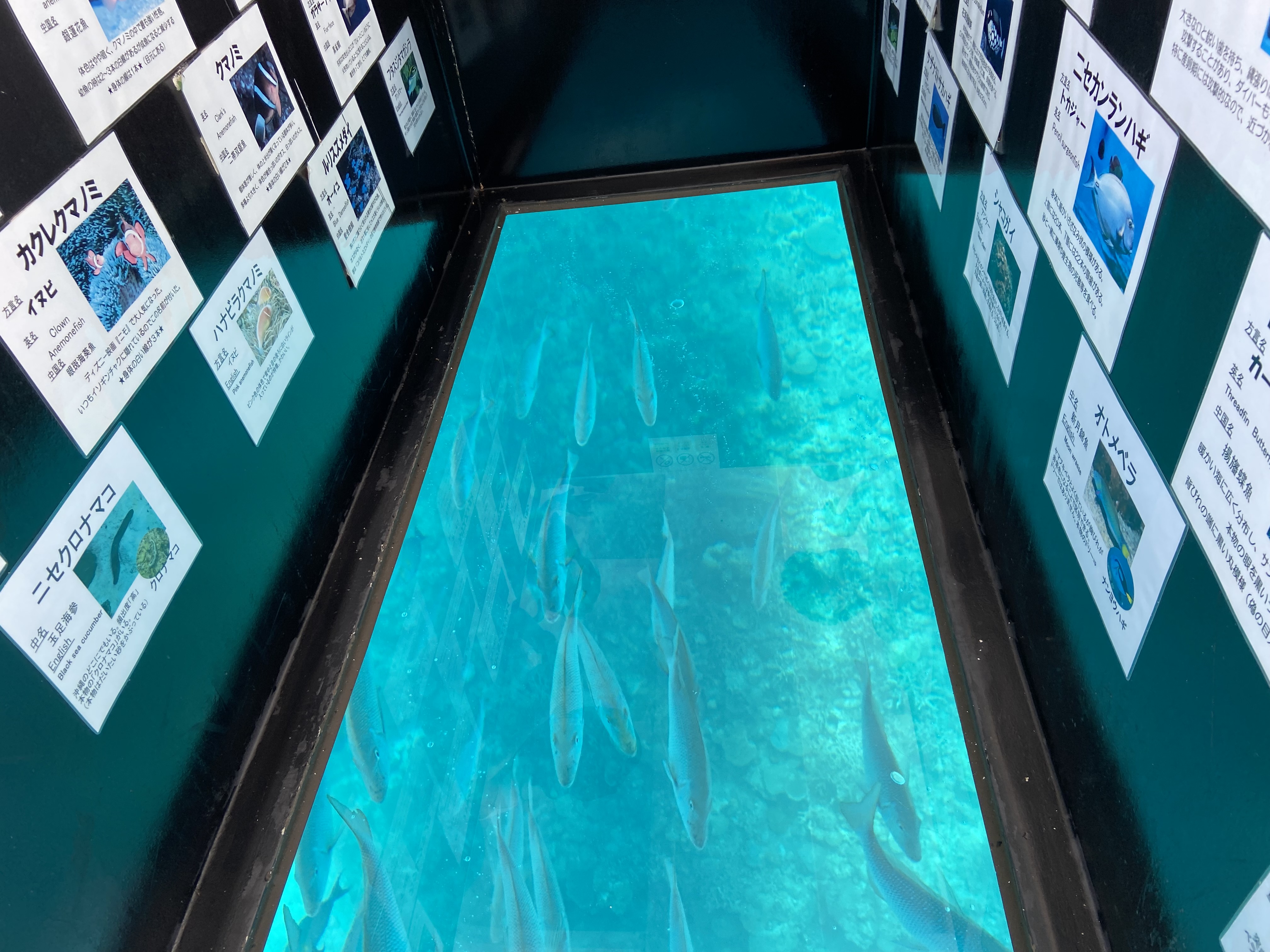 名護市】幸運のウミガメに出逢えるかも！赤ちゃんも乗れるブセナのグラス底ボート : 美ら浜つーしん - 沖縄県北谷町の地域情報サイト