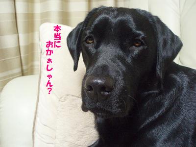マスクマン ちゅら犬日記