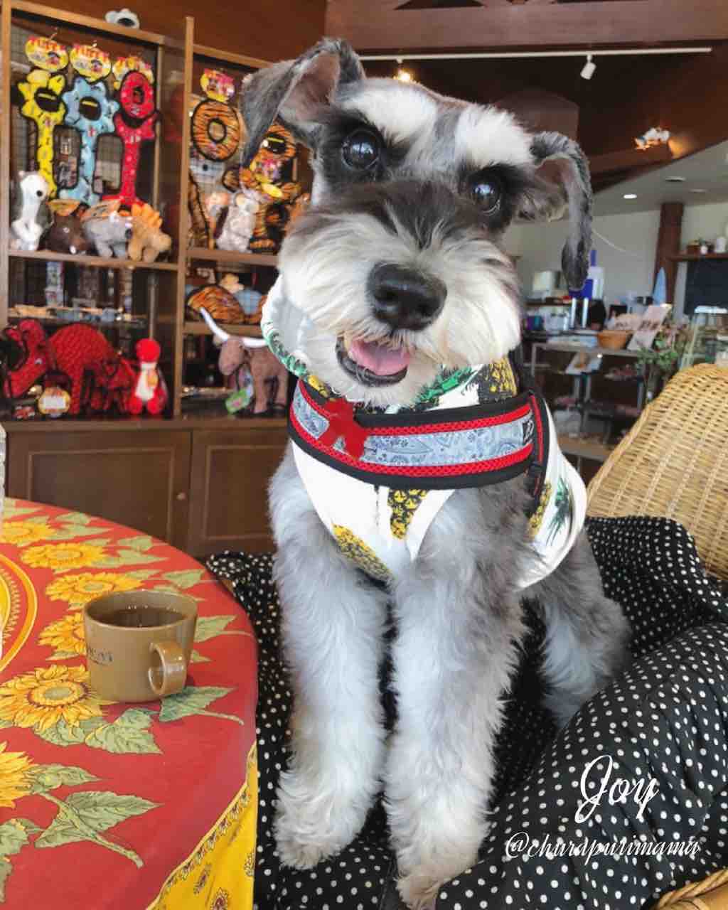 ラリーズカンパニー Mama Tricaria ちょこっと編み物 Churapurimama のジョイ散歩