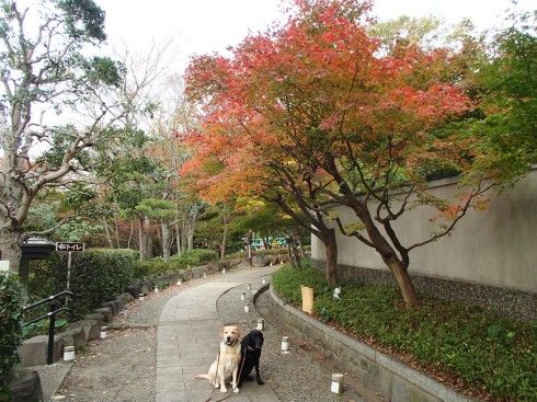 ちゅらとくくる