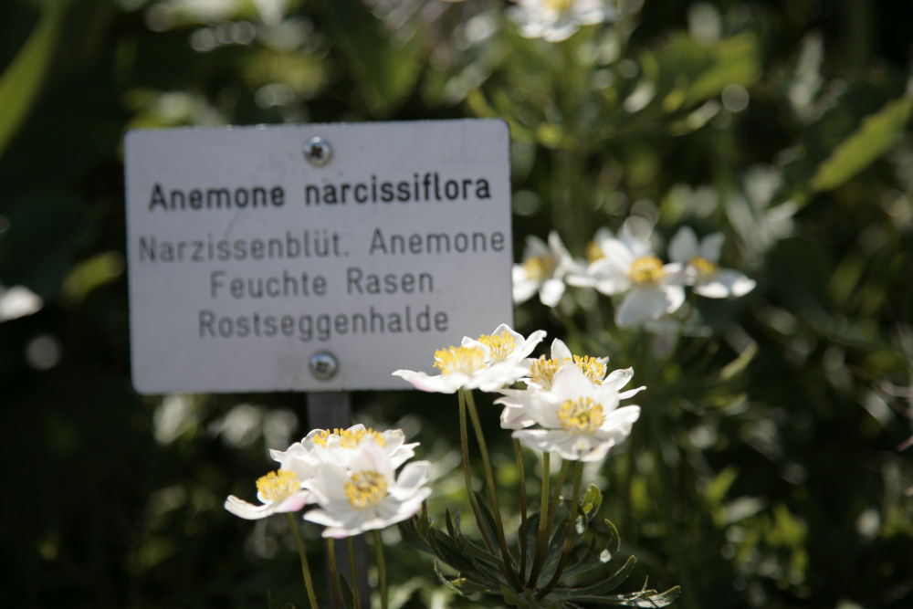 ラテン語が記された花の名前 Hyssopヒソプ日記