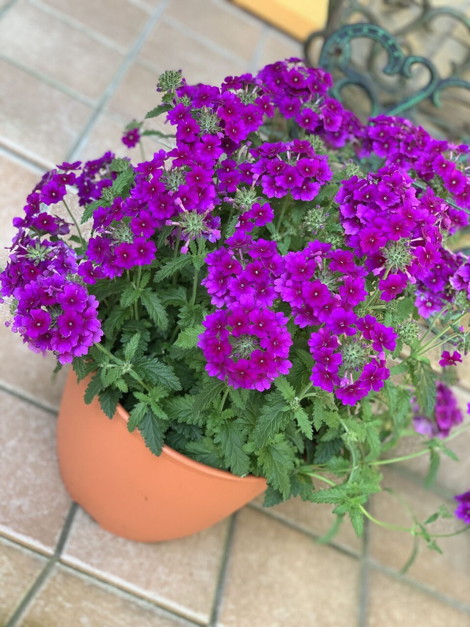 花手毬 スーパーベナ育てています Churitosのblog