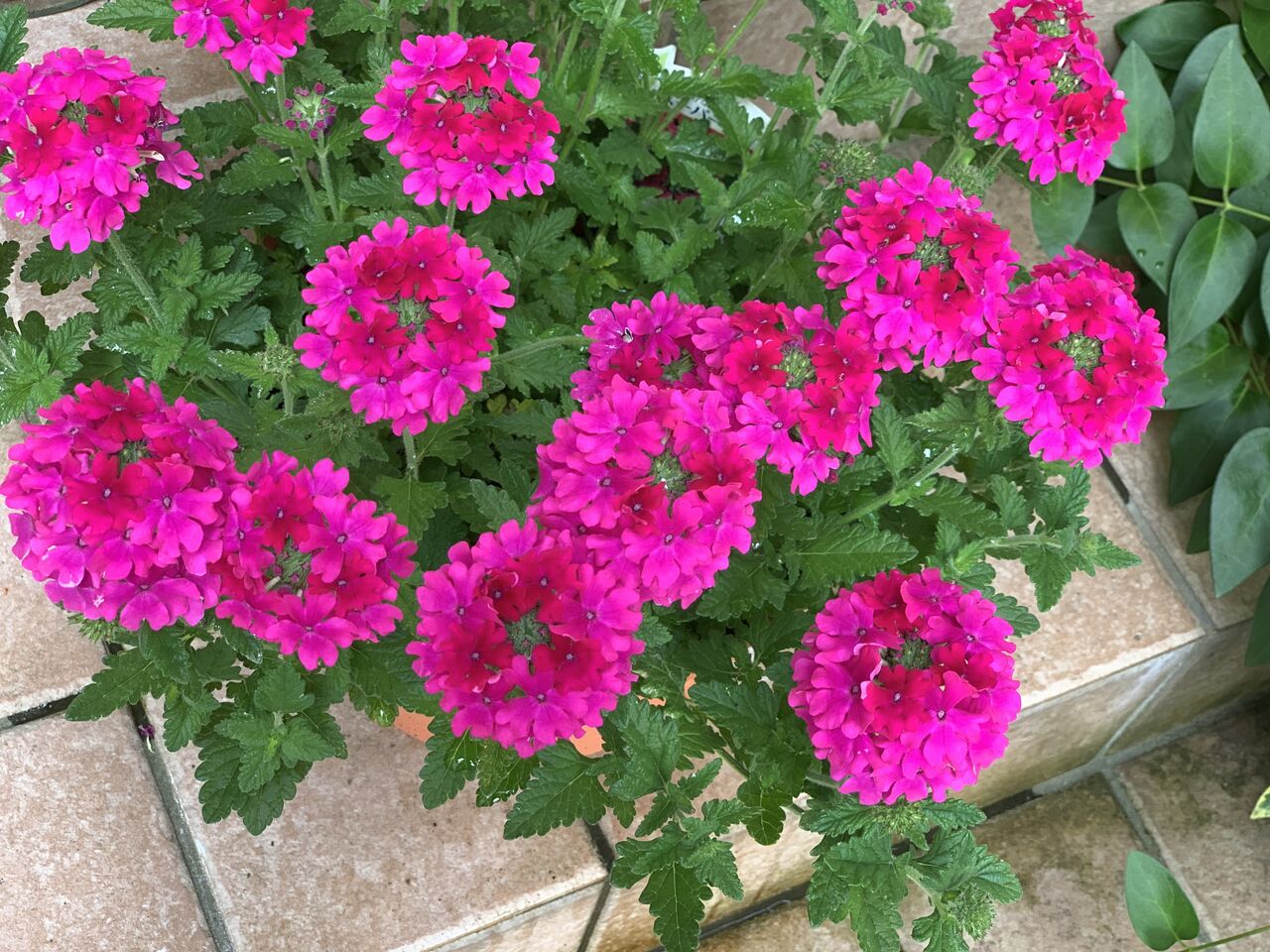 花手毬 スーパーベナ育てています Churitosのblog