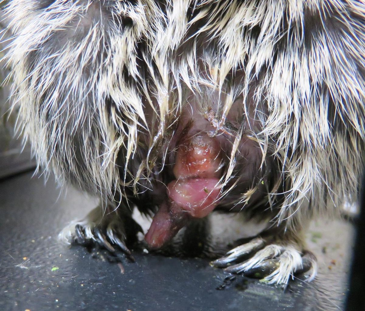 202 海中たんの衰え その2 生殖器脱 デグーの小太郎