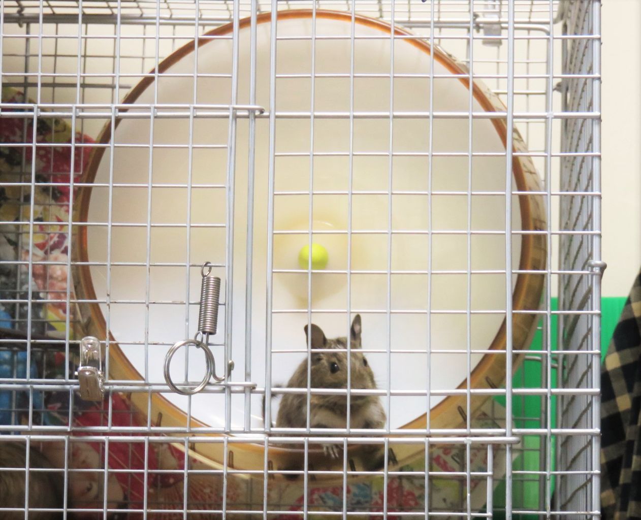 デグーの小太郎ｊｒ ９７ 回し車問題 デグーの小太郎