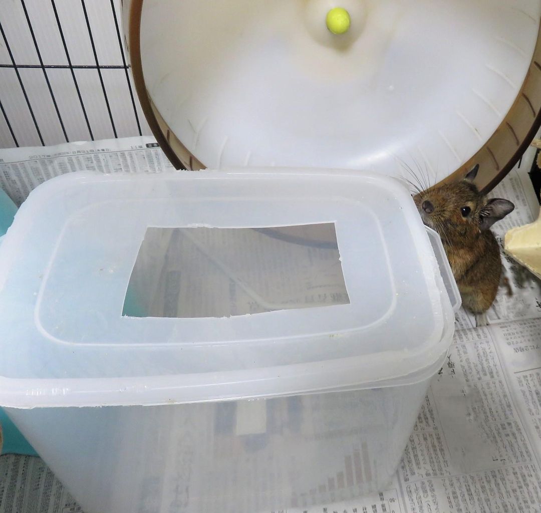 １８６ 我が家の砂浴び事情 デグーの小太郎