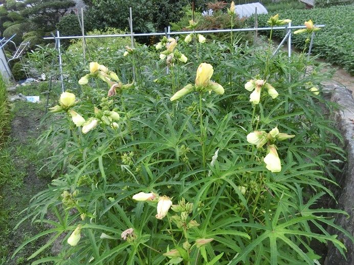 花オクラの効用 中農日記 花オクラの効用 中農日記