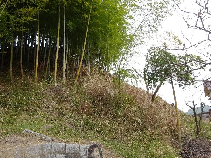 竹藪の下刈りとタケノコ収穫 中農日記 竹藪の下刈りとタケノコ収穫 中農日記