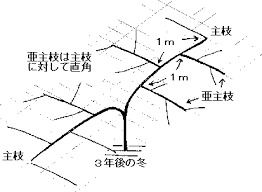 キウイの剪定 中農日記