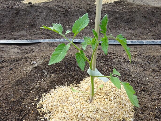 ミニトマト アイコ 定植 中農日記