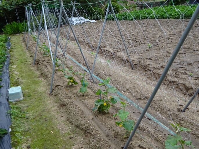 きゅうりネット張り 中農日記