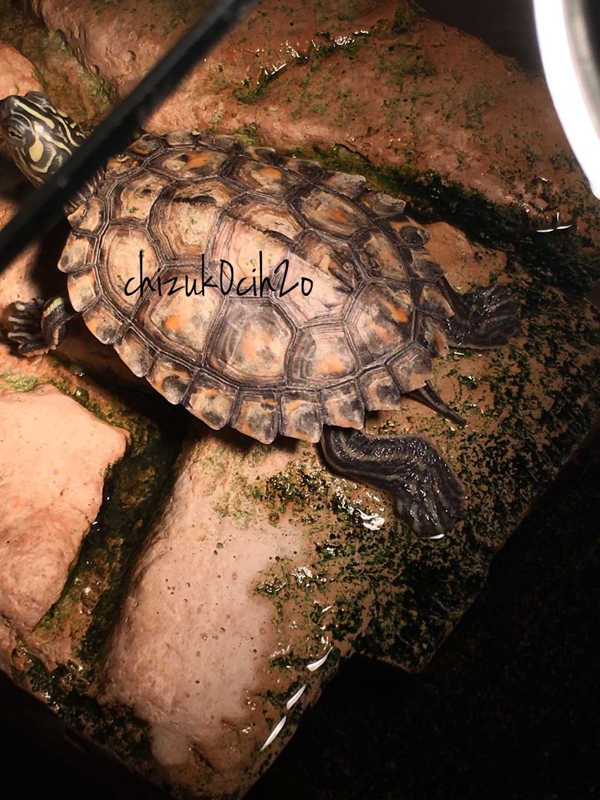 キマダラチズガメ Graptemys Flavimaculata39 Chzuc0 K Chi2oの飼育記録