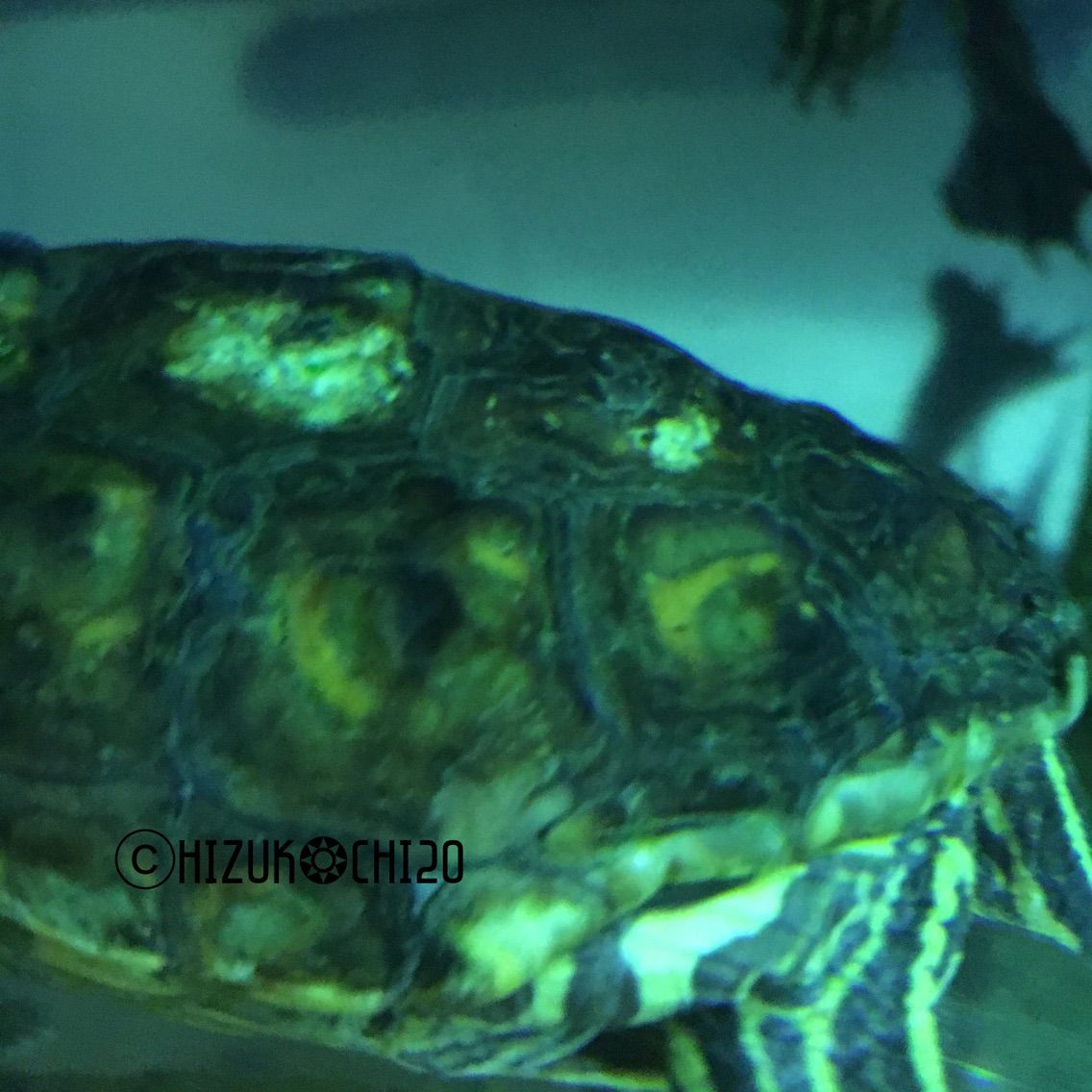 ワモンチズガメ Graptemys Oculifera8 Chzuc0 K Chi2oの飼育記録 ワモンチズガメ Graptemys Oculifera8 Chzuc0 K Chi2oの飼育記録