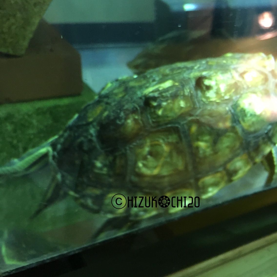 ワモンチズガメ Graptemys Oculifera8 Chzuc0 K Chi2oの飼育記録 ワモンチズガメ Graptemys Oculifera8 Chzuc0 K Chi2oの飼育記録