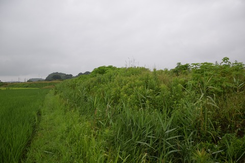 DSC_0229コピー