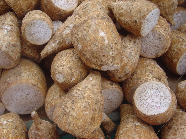 Colocasia_esculenta_dsc07801
