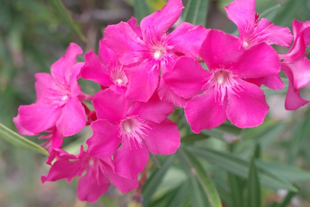 IMGP0197 (2)