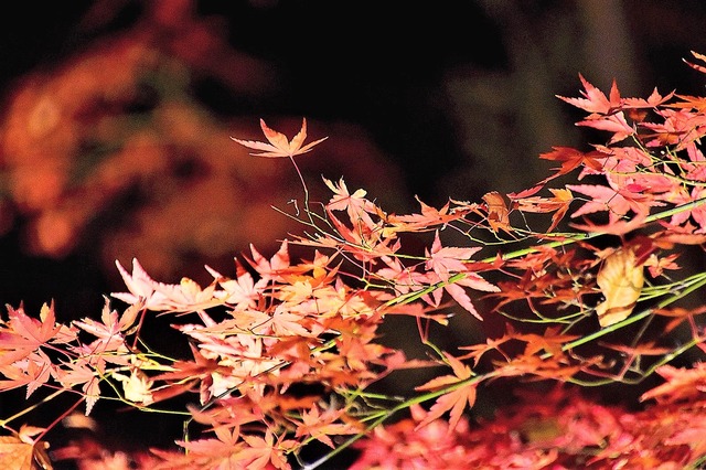 Image_239f7e4
