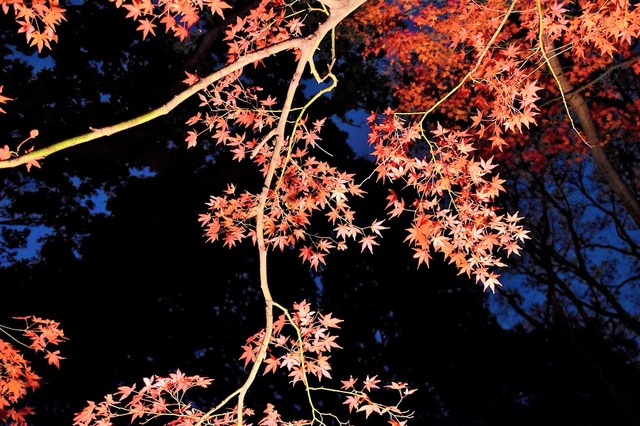 Image_bf36c12