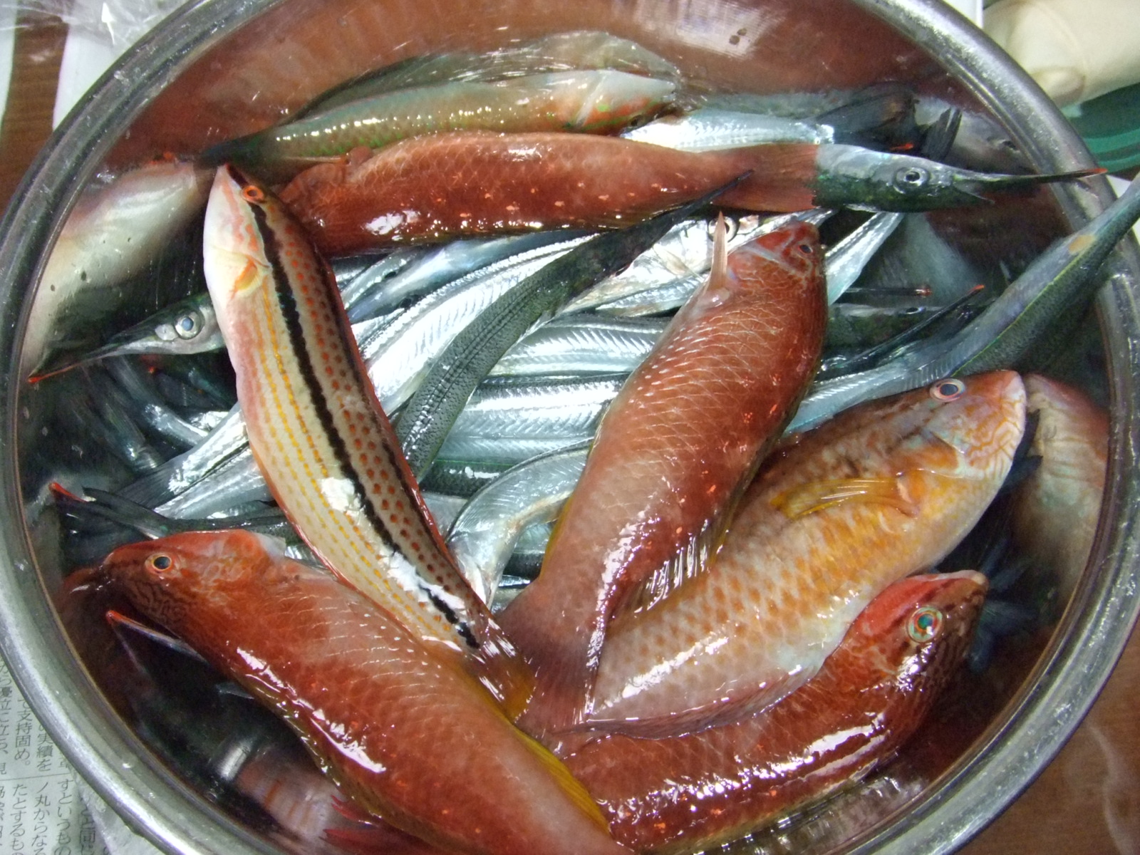 細魚 シンデレラママ