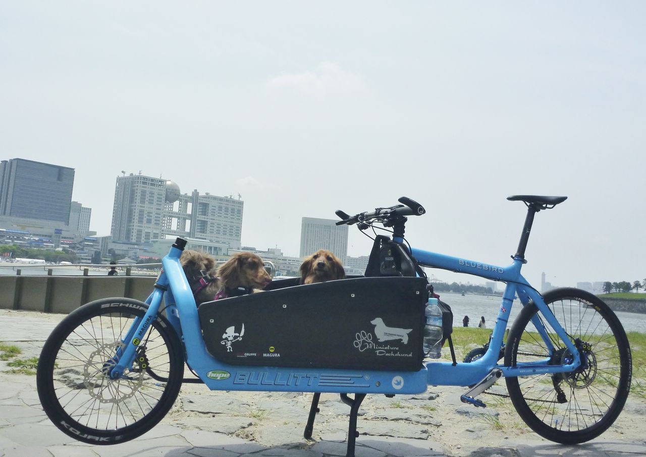犬乗せ自転車に日よけをつける ミニチュアダックス シナショコマロの日記