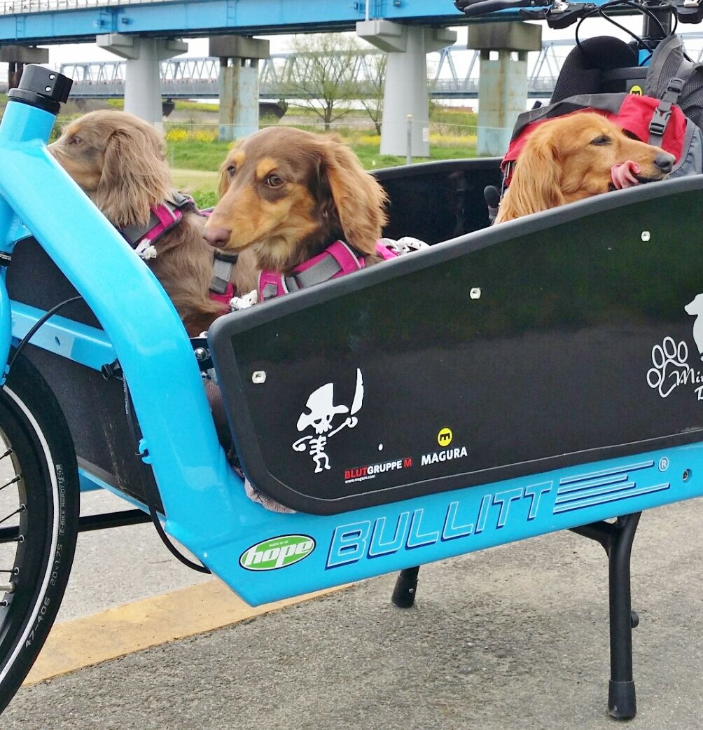 犬乗せ自転車に日よけをつける ミニチュアダックス シナショコマロの日記