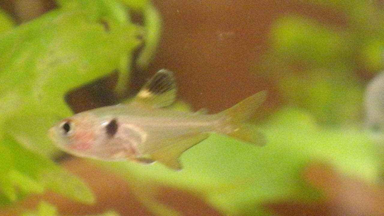 熱帯魚 ミナミヌマエビとレッドファントムテトラの運命 ちあきむしのブログ