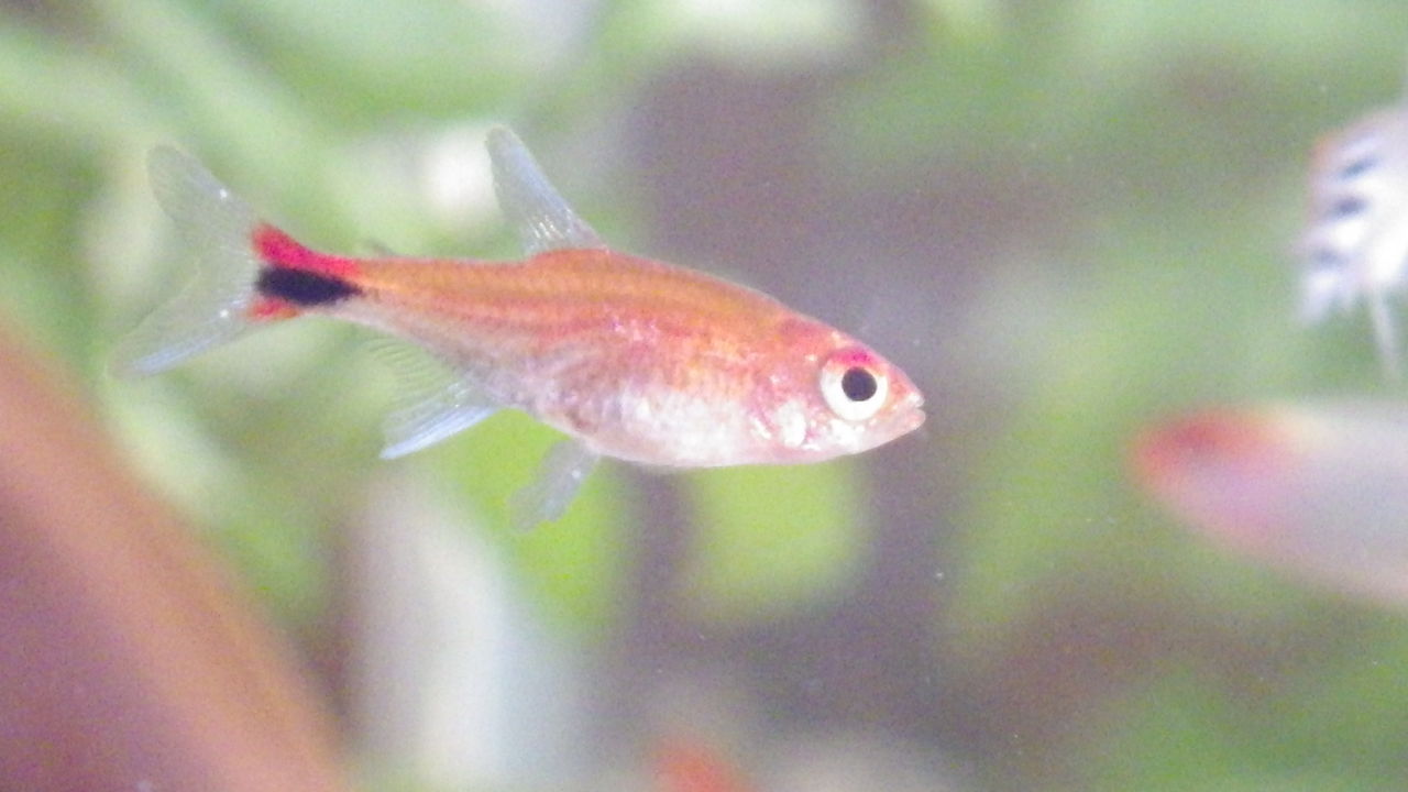 熱帯魚 ミナミヌマエビとレッドファントムテトラの運命 ちあきむしのブログ 熱帯魚 ミナミヌマエビとレッドファントムテトラの運命 ちあきむしのブログ
