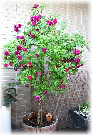 ウィーピングスタンダード : My Favorite Things わたしのお気に入り♪