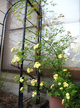 モッコウバラ My Favorite Things わたしのお気に入り