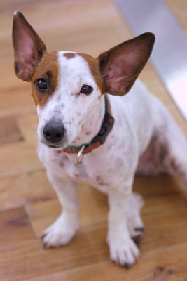 樋口可南子の愛犬 ドックカフェ レストラン 那須塩原関谷チノフィーロ 樋口可南子の愛犬 ドックカフェ レストラン 那須塩原関谷チノフィーロ