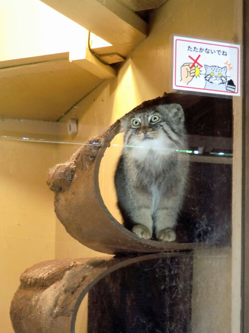 こども動物自然公園_マヌルネコ