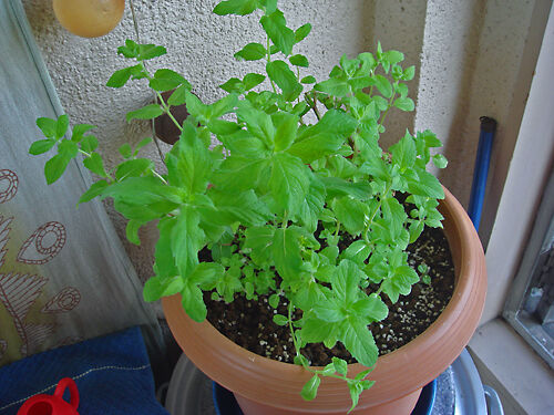 mint_2022_may
