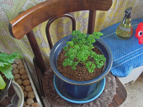 parsley_2022_may