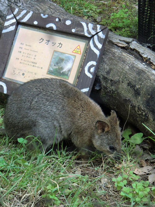 こども動物自然公園_クォッカ