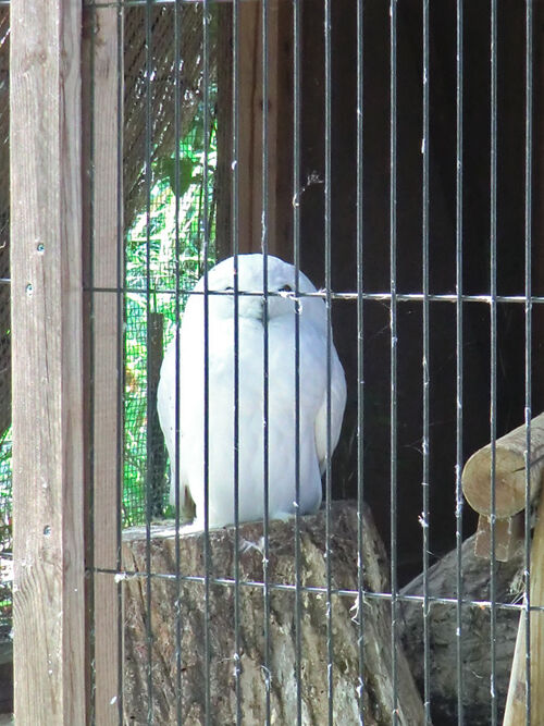 こども動物自然公園_白フクロウ