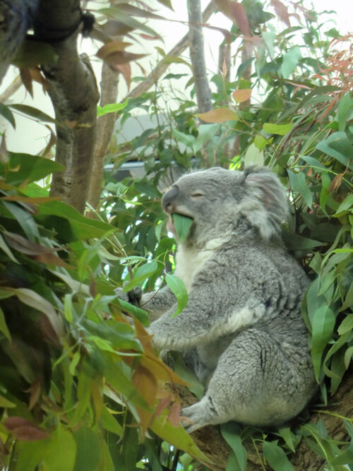 こども動物自然公園_コアラ